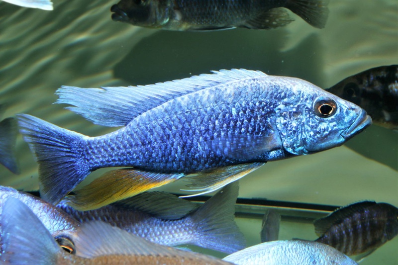 Sciaenochromis fryeri